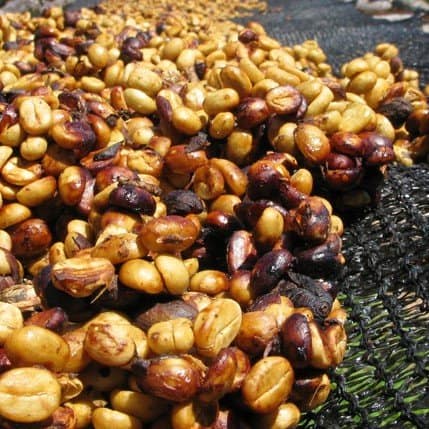 Honey Process Coffee Drying