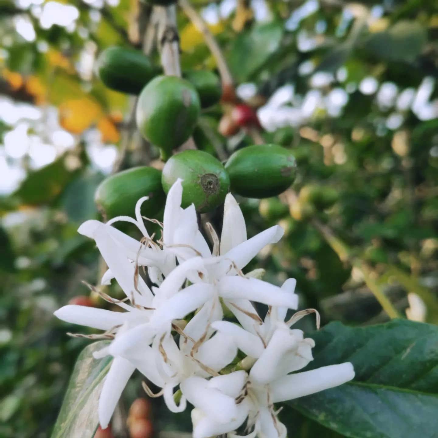 Fresh Coffee Cherries Colombia