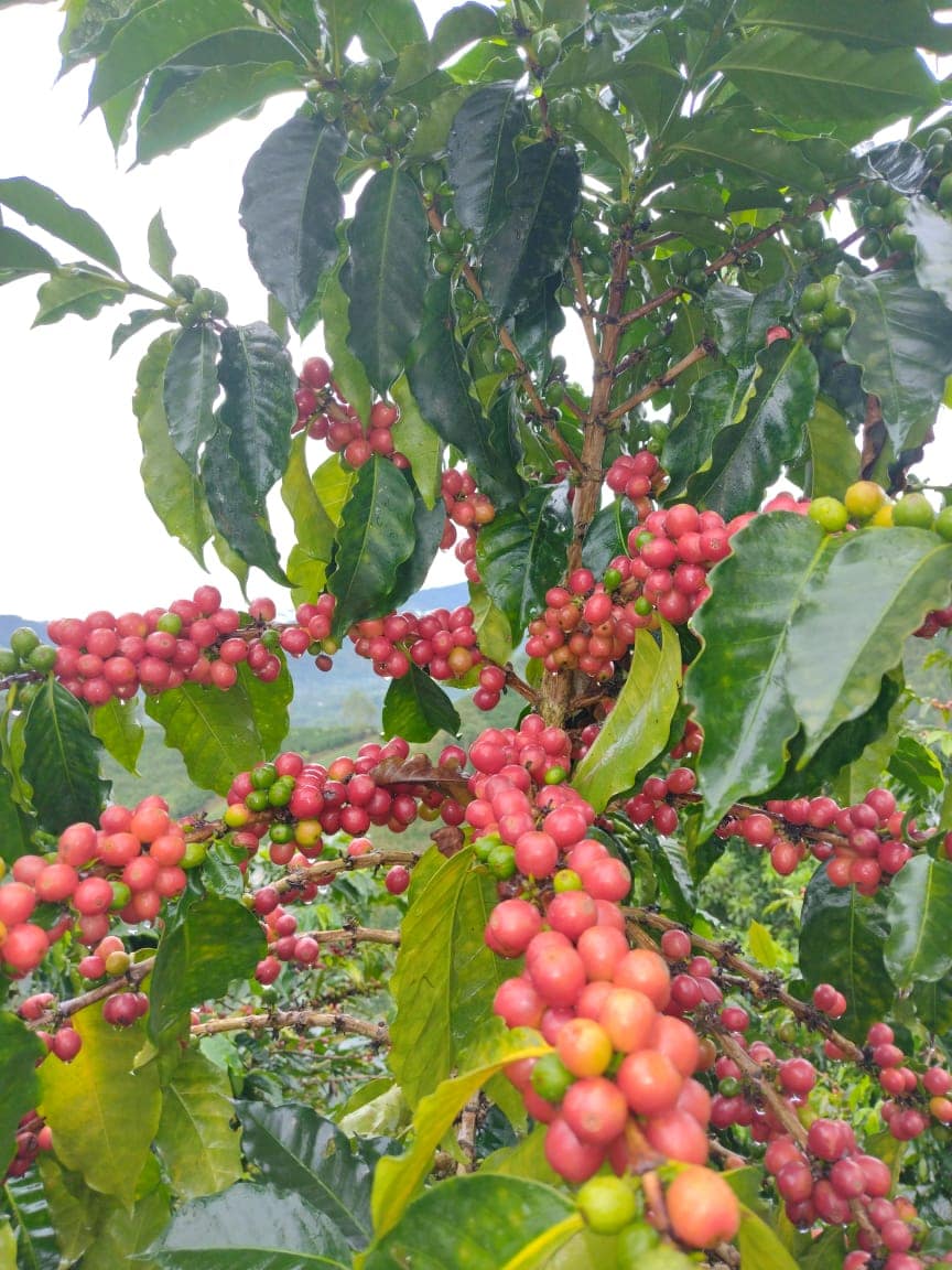 Pink Bourbon Cherries