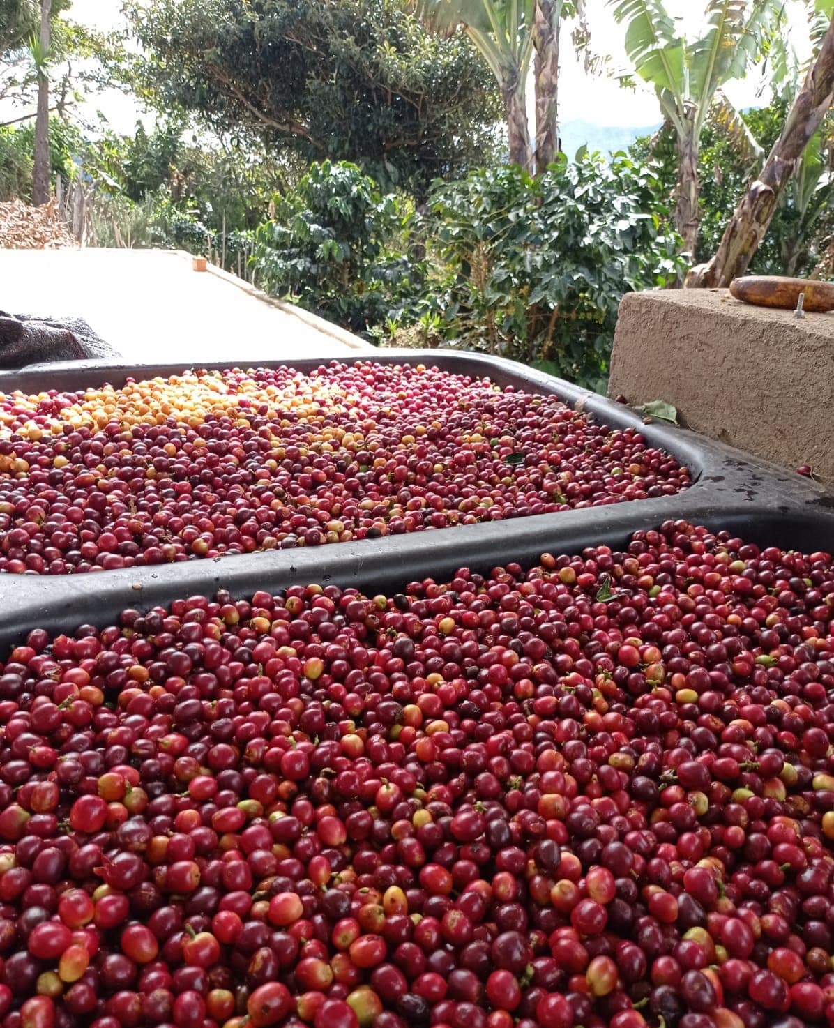 Coffee Cherries
