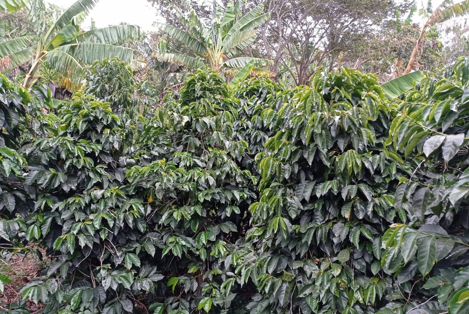 Patricia Gomez Portrait