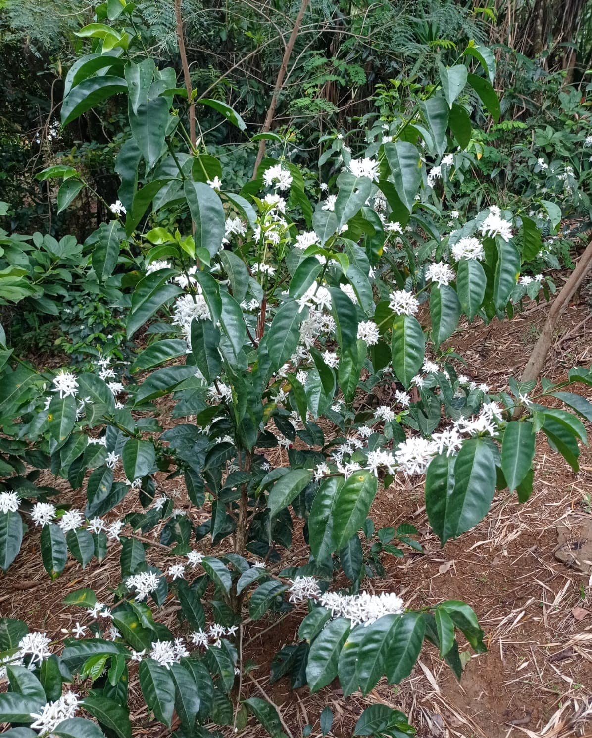 Coffee Trees