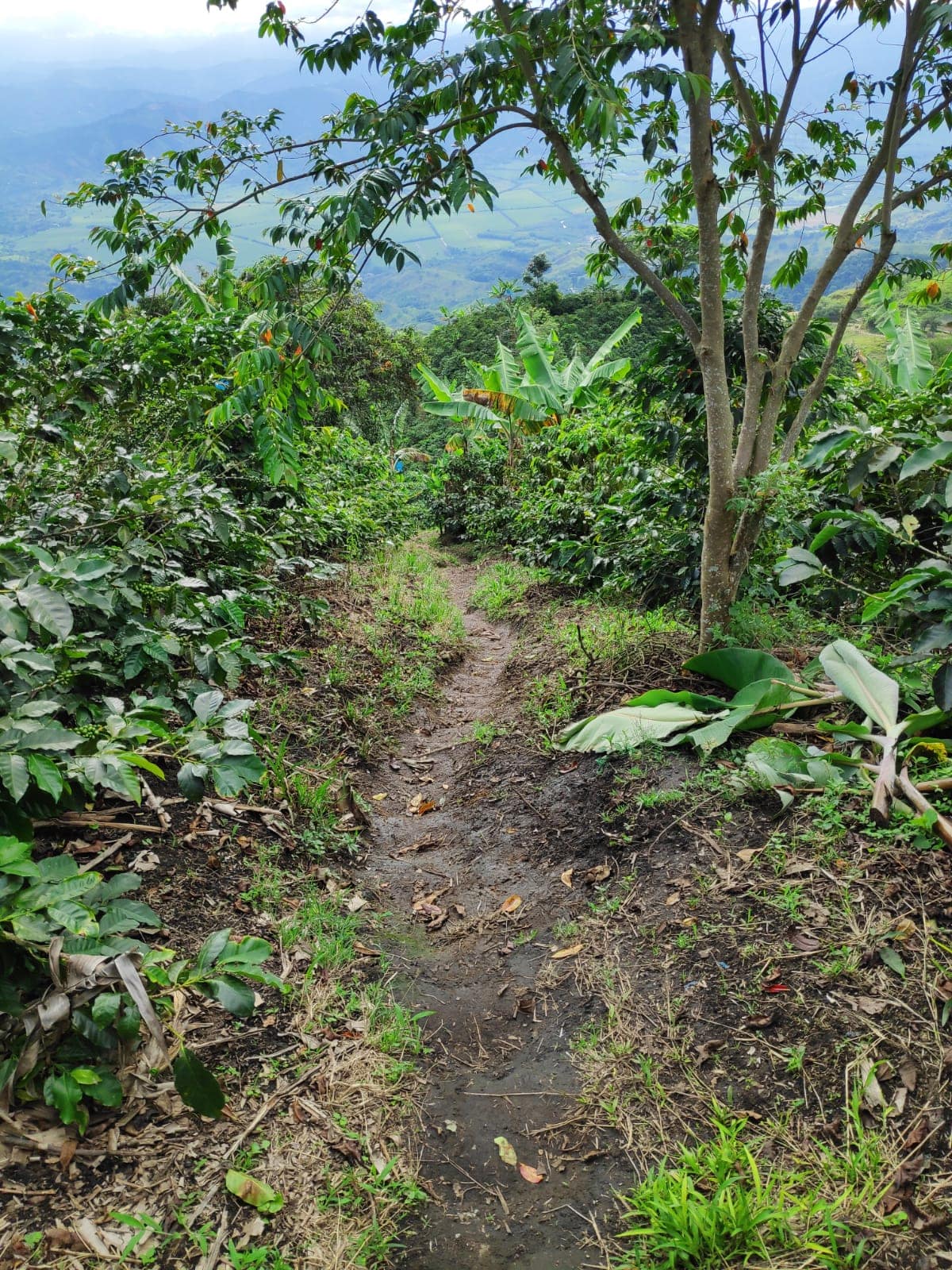 Green Coffee Inspection