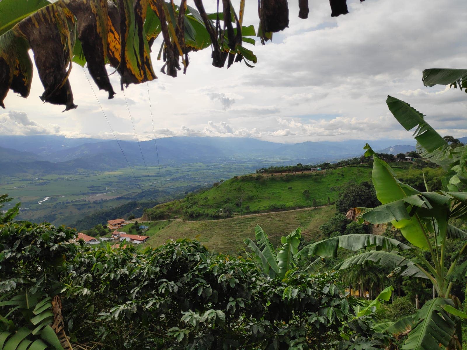 Coffee Processing Detail