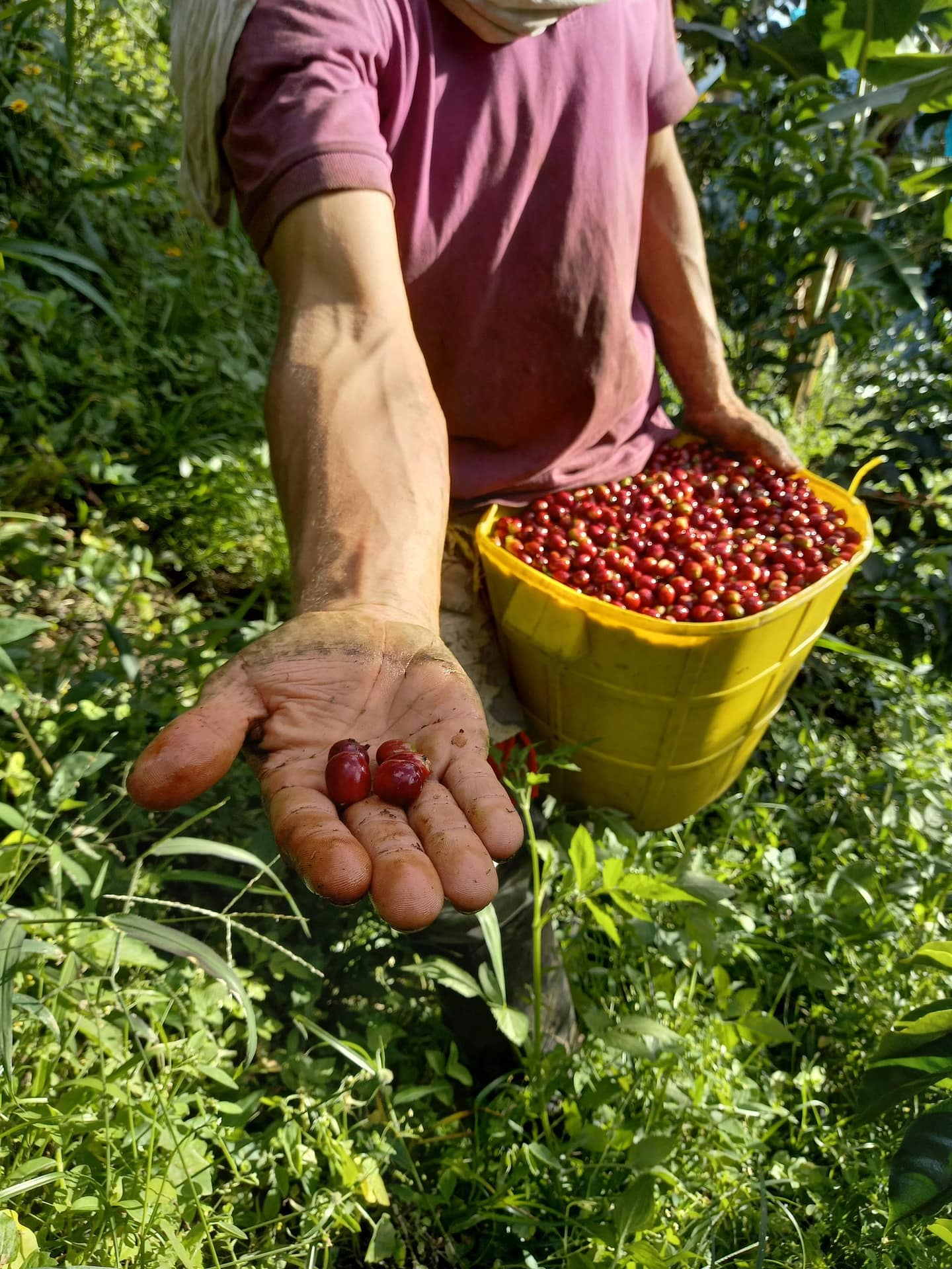 Tabi Variety Cherries