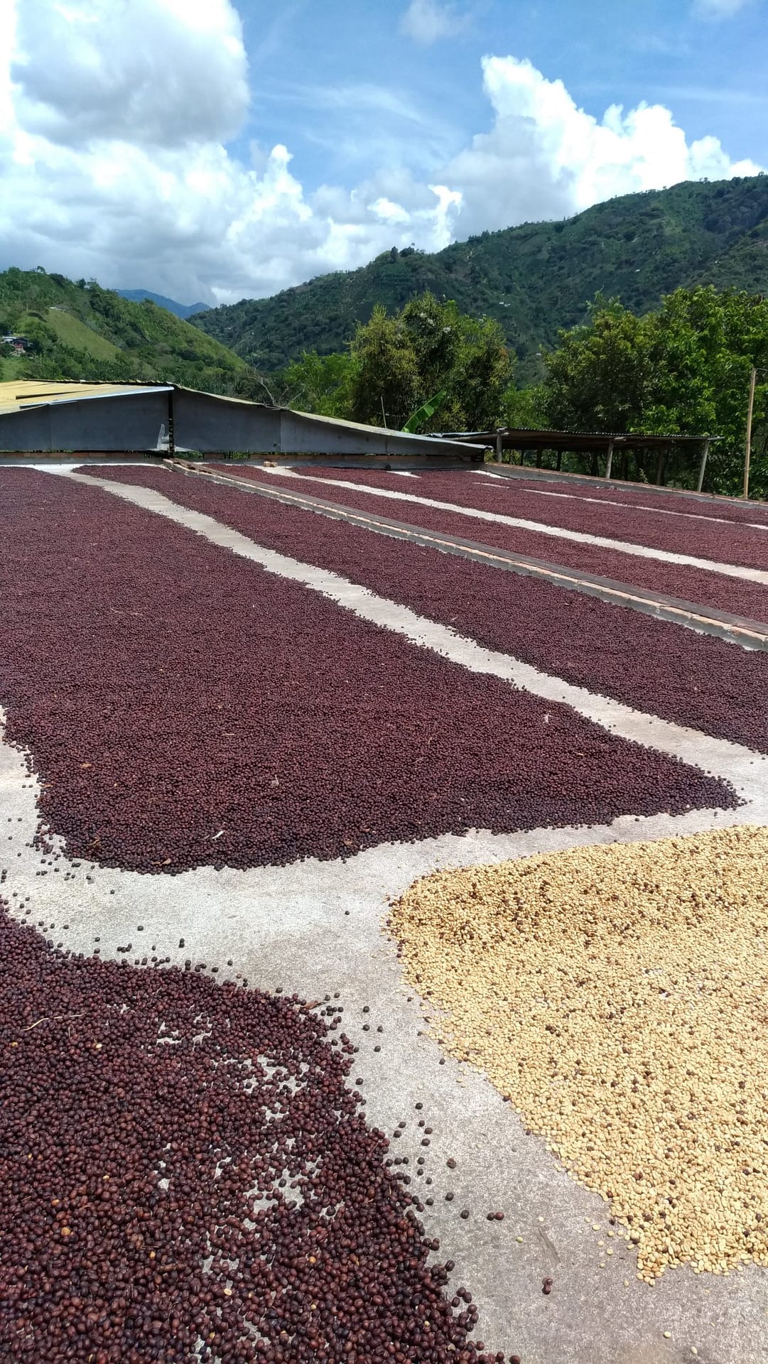 Green Coffee Drying