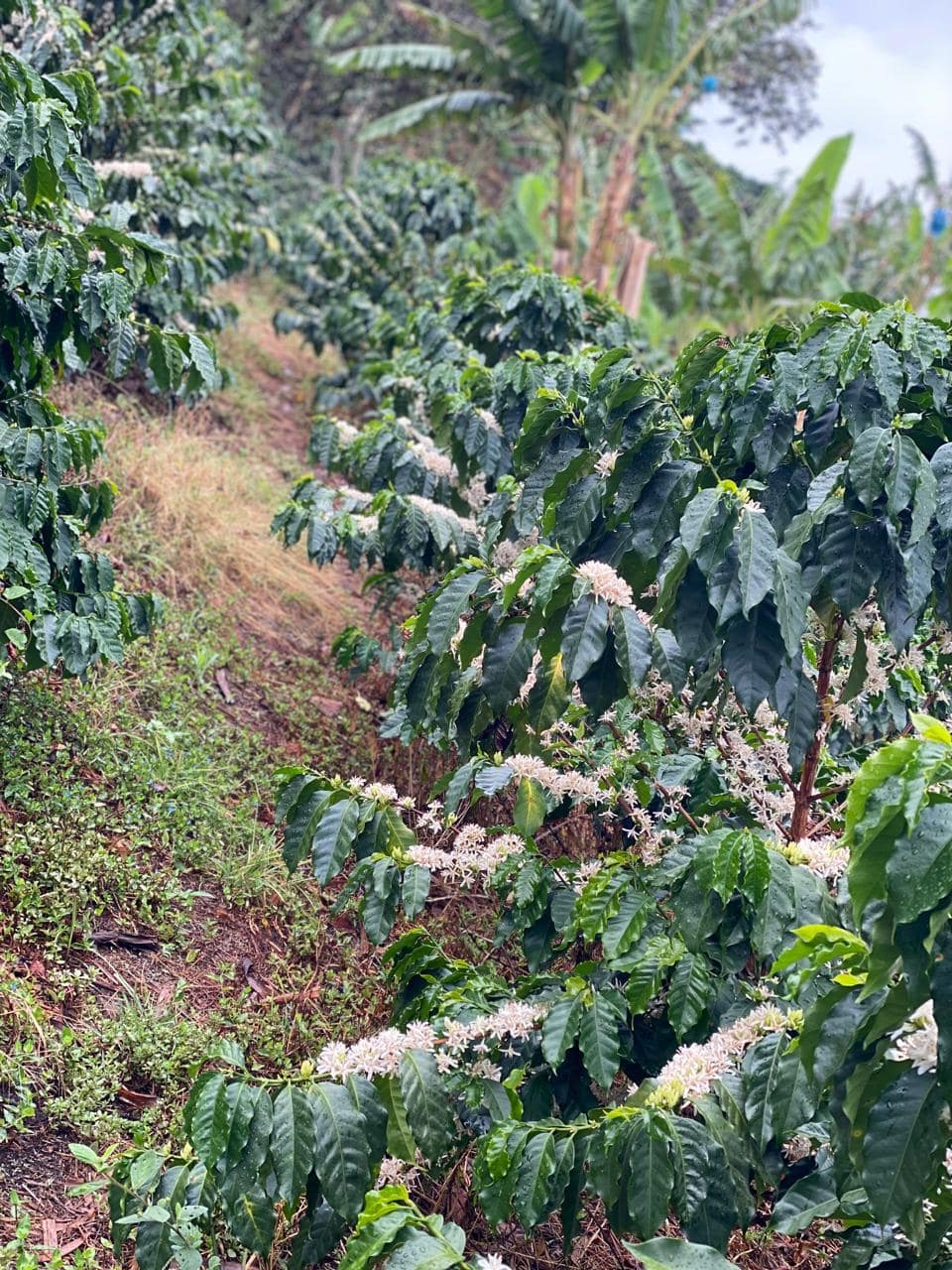 Farm