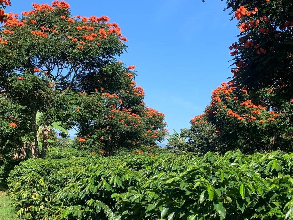 Tulameen, Finca La Dulzura, Nariño, Colombia