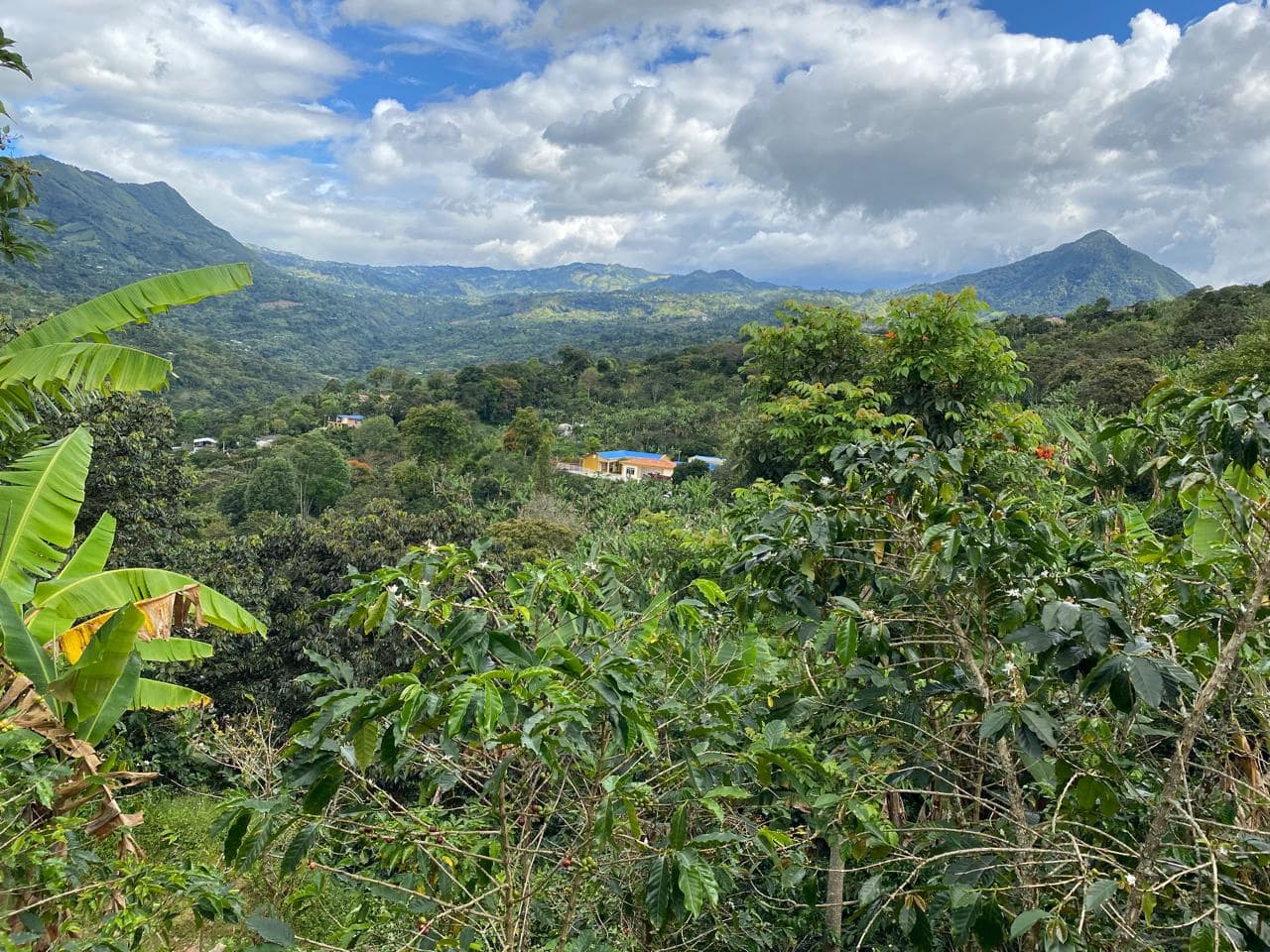 Tulameen, Finca La Dulzura, Nariño, Colombia