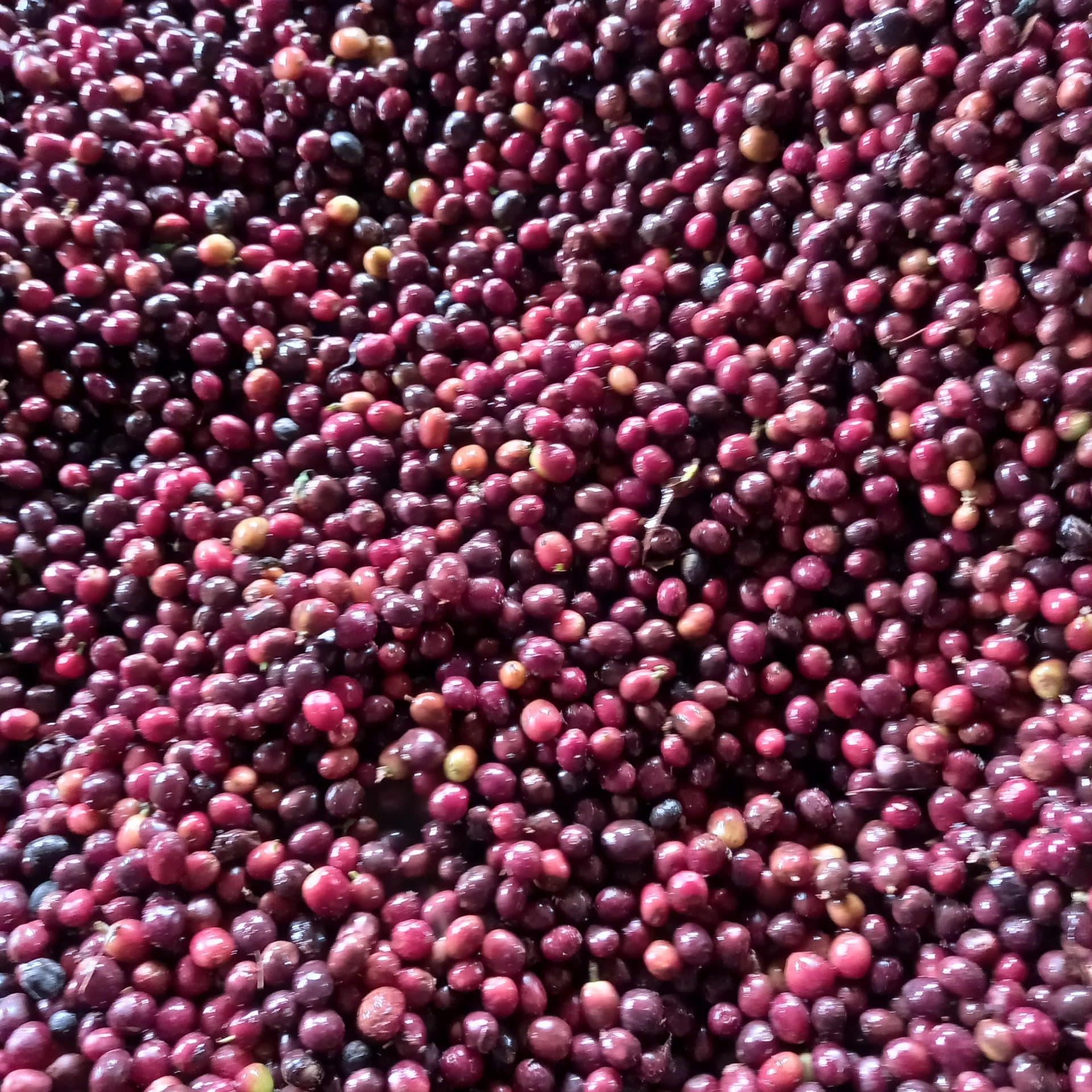 Fermentation