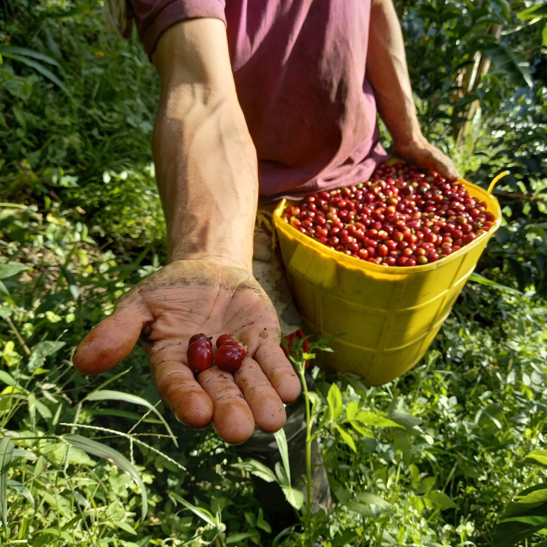Cherries